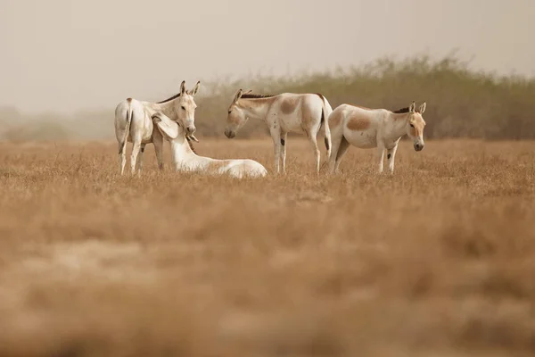 Ânes sauvages dans le désert en Inde — Photo