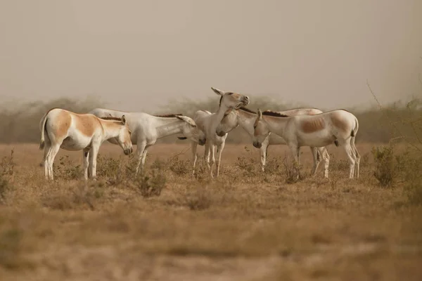 Asini selvatici nel deserto in India — Foto Stock