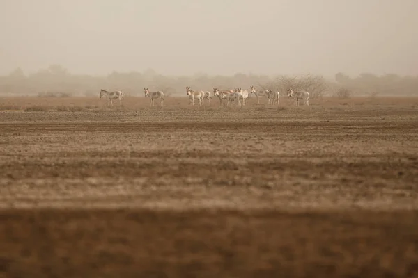 Vilda åsnor i den öken lite rann av kutch — Stockfoto