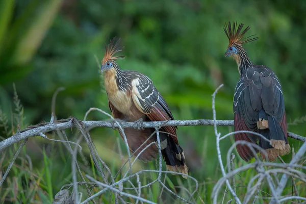 Dos hermosas aves —  Fotos de Stock