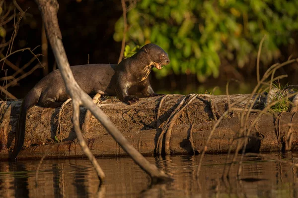 Гігантські річка otter — стокове фото