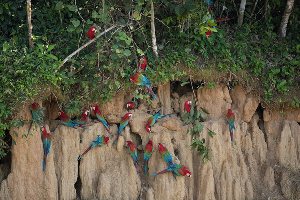 красочные попугаи в естественной среде обитания
