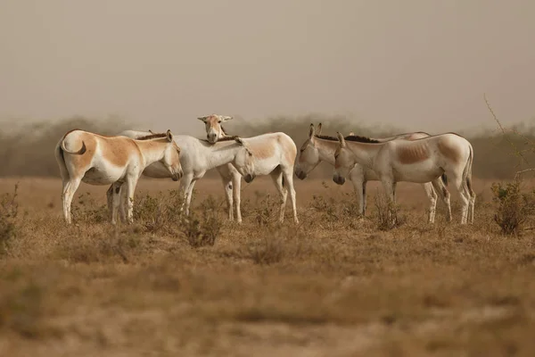 Дикие ослы в пустыне в Индии — стоковое фото