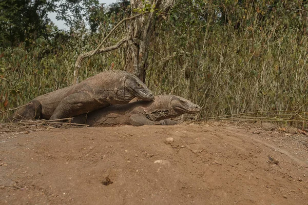 Dragones komodo durante el apareamiento y la protección del nido — Foto de Stock