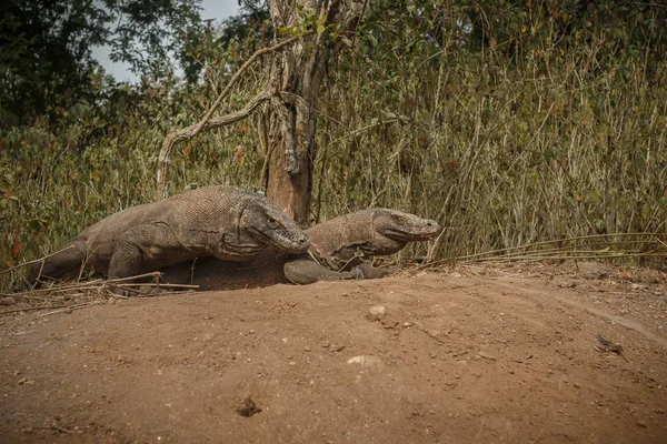 Komodo dragons during mating and guarding nest — Stock Image Komodo dragons during mating and guarding nest Royalty Free Stock Photos