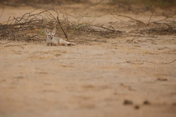 Desert fox in little rann of kutch — Stock Photo, Image