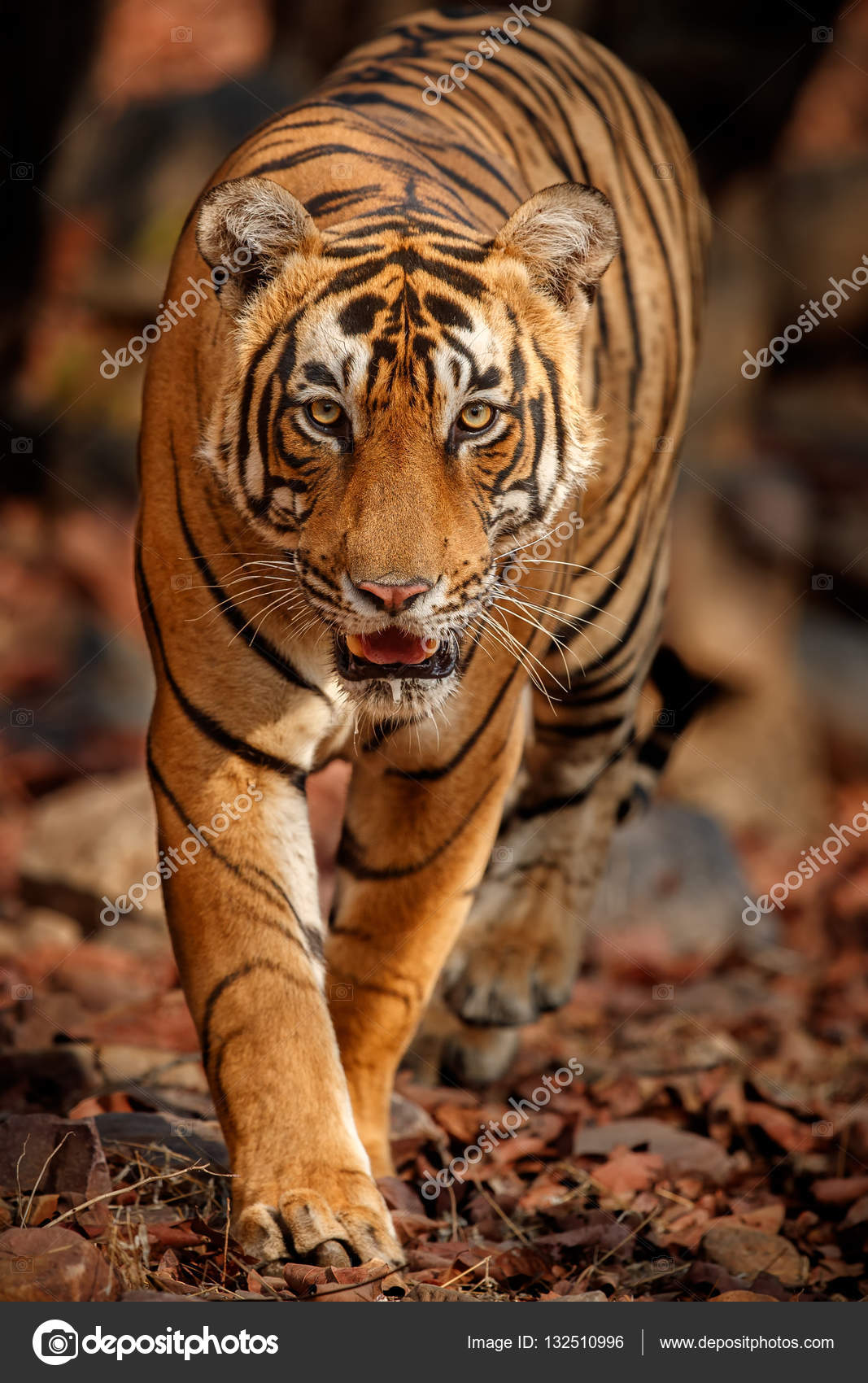 royal bengal tiger images