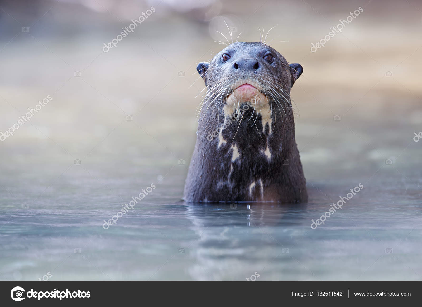 Giant river otter Stock Photo by ©Photocech 132511542