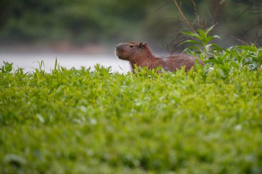 Kuzey pantanal doğal ortamlarında Capibara