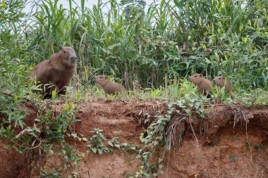 capybarası aile, doğa yaşam alanlarını Kuzey pantanal