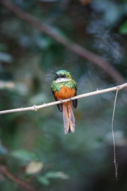 Kızıl kuyruklu Jakamar doğa ortamlarında bir ağaç üzerinde