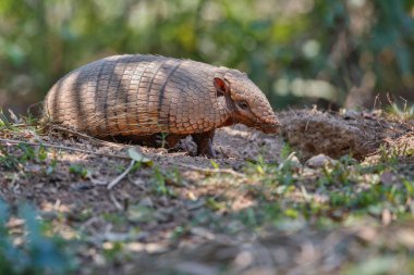 Armadillo Brezilya orman doğa ortamlarında