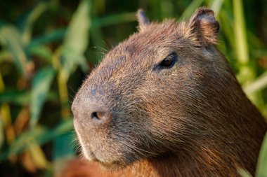 Kuzey pantanal doğal ortamlarında Capibara