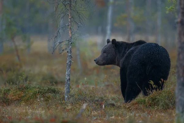 Urso-pardo no habitat natural da Finlândia — Fotografia de Stock