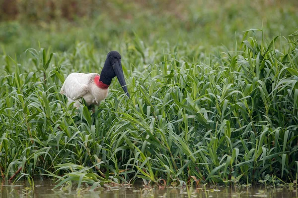 Fågel i pantanal i naturen livsmiljöen — Stockfoto