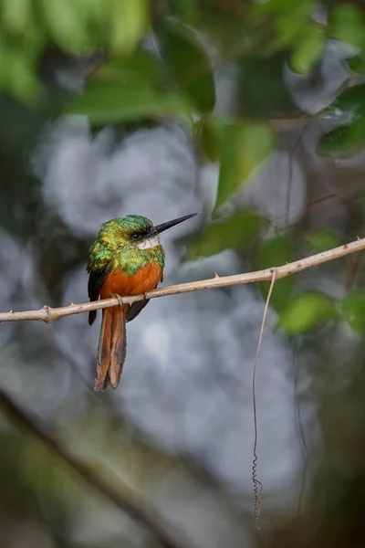 Jacamar de cola rufa sobre un árbol en el hábitat natural —  Fotos de Stock