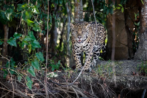 Amerikanska jaguar hane i naturen livsmiljöen — Stockfoto