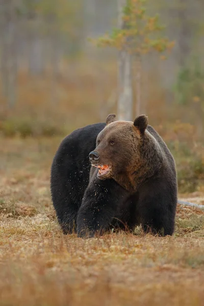 Бурый медведь в природной среде обитания Финляндии — стоковое фото