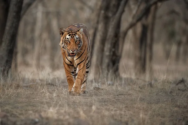 Bengalski Tygrys Królewski — Zdjęcie stockowe