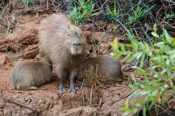 Familia capibaras, hábitat natural del pantanal norte — Foto de Stock