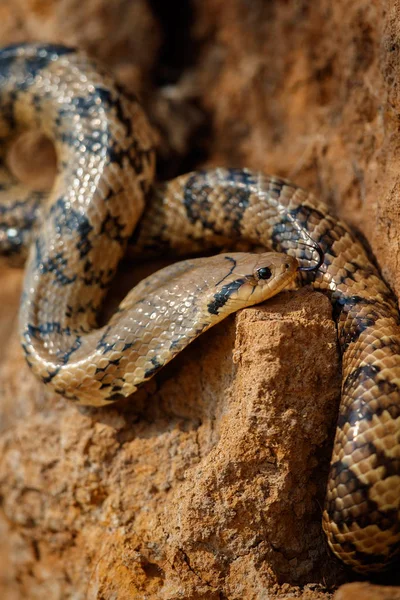 自然の生息地で野生の蛇をクローズ アップ — ストック写真