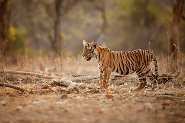 Louveteau tigre dans l'habitat naturel — Photo