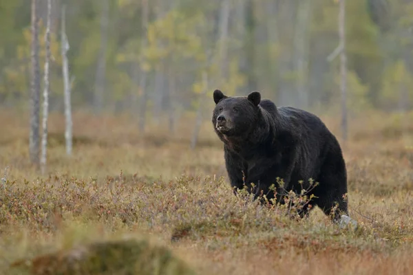 Medvěd hnědý v prostředí přírody Finska — Stock fotografie