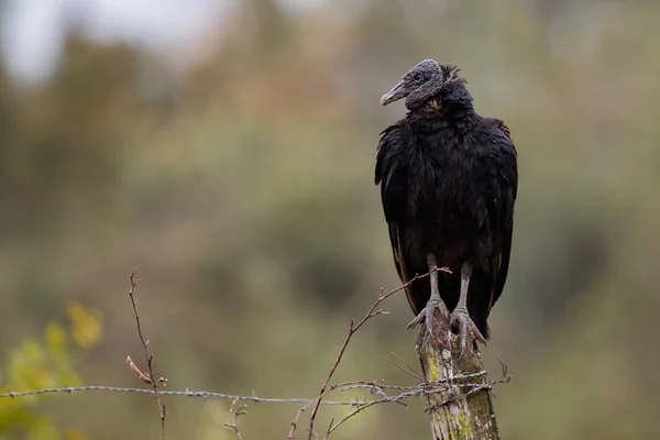 Ptak pantanal w siedlisku natura — Zdjęcie stockowe