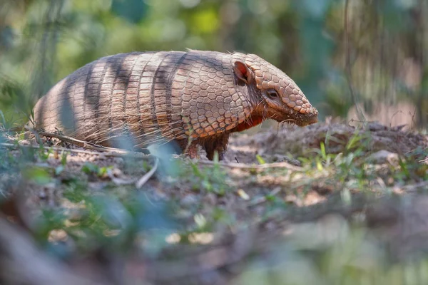 Armadillo στον βιότοπο φύση της Βραζιλίας δάσος — Φωτογραφία Αρχείου