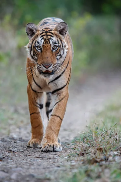 Tigre de bengala real —  Fotos de Stock