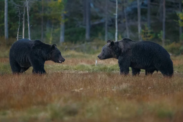 Ursos castanhos no habitat natural — Fotografia de Stock
