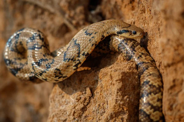 Serpente selvagem perto no habitat da natureza — Fotografia de Stock