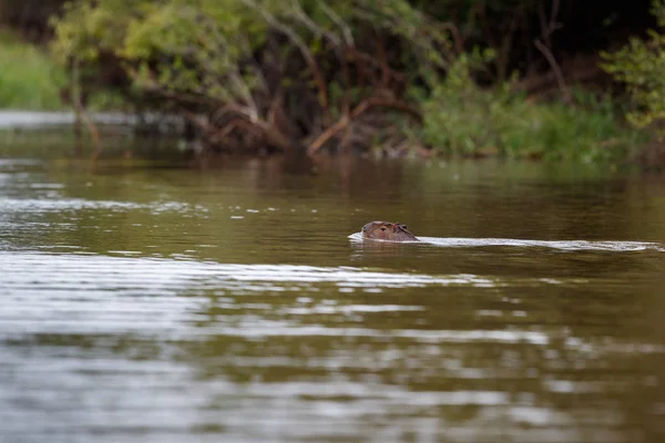 Beautiful and playful river otter — Stock Photo, Image
