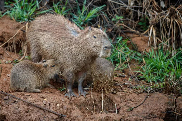 Familia capibaras, hábitat natural del pantanal norte — Foto de Stock