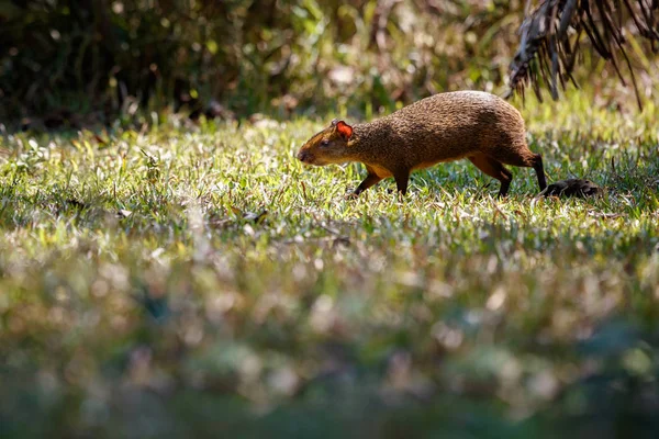 Άγρια agouti κοντινό στον βιότοπο φύση — Φωτογραφία Αρχείου