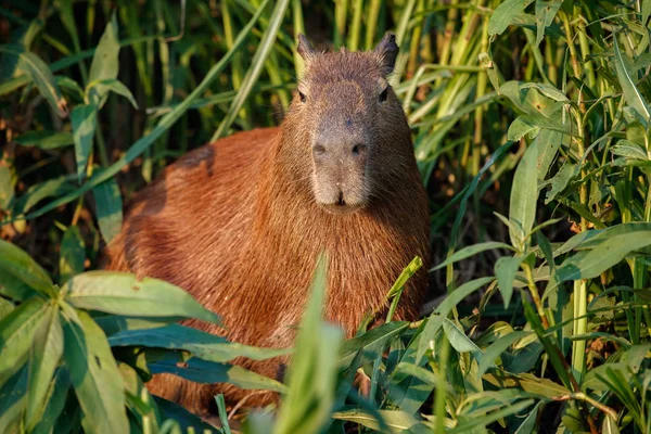 Capybara en el hábitat natural del pantanal norte — Foto de Stock