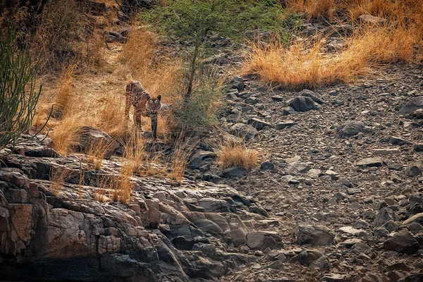 Royal bengal kaplanı — Stok fotoğraf