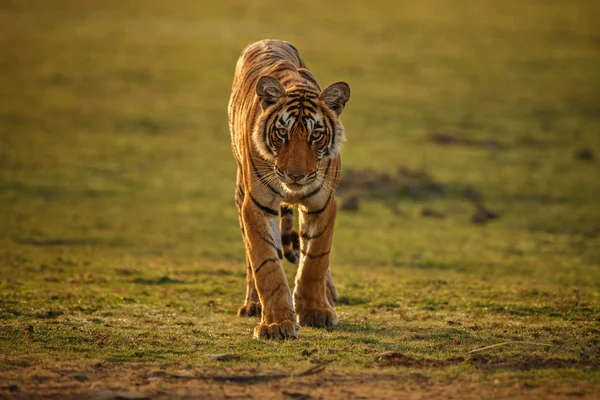 Tigre em uma bela luz dourada — Fotografia de Stock