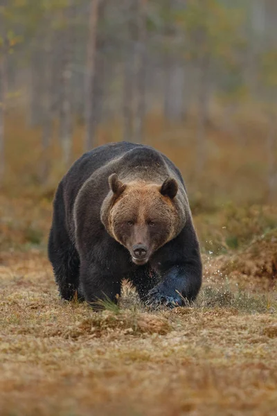 Urso-pardo no habitat natural da Finlândia — Fotografia de Stock
