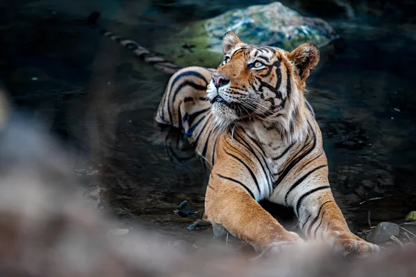 Королевский бенгальский тигр — стоковое фото