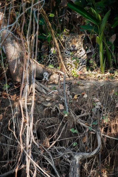Американський jaguar чоловіки в середовищі існування природи — стокове фото