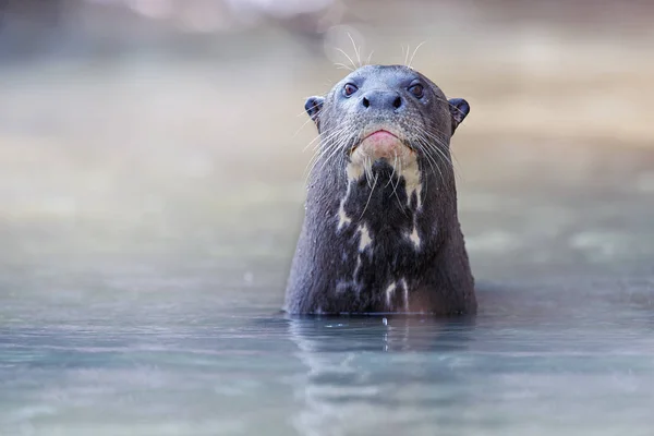 Гігантські річка otter — стокове фото