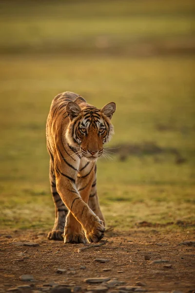 Tiger in einem schönen goldenen Licht — Stockfoto