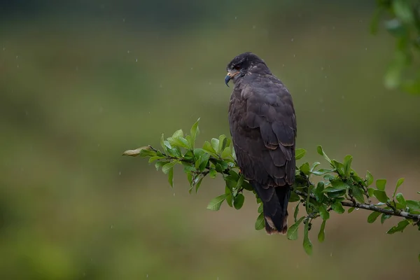 Pantanal-Vogel im natürlichen Lebensraum — Stockfoto