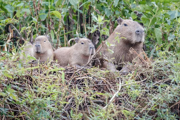 Familia capibaras, hábitat natural del pantanal norte — Foto de Stock
