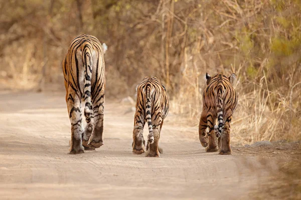 Familia de tigres juntos caminando en el hábitat seco — Foto de Stock