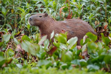 capybara in the nature habitat of northern pantanal clipart
