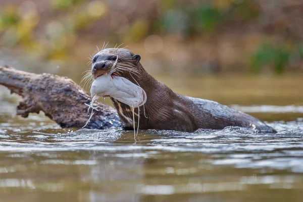 Lontra gigante do rio no habitat natural — Fotografia de Stock