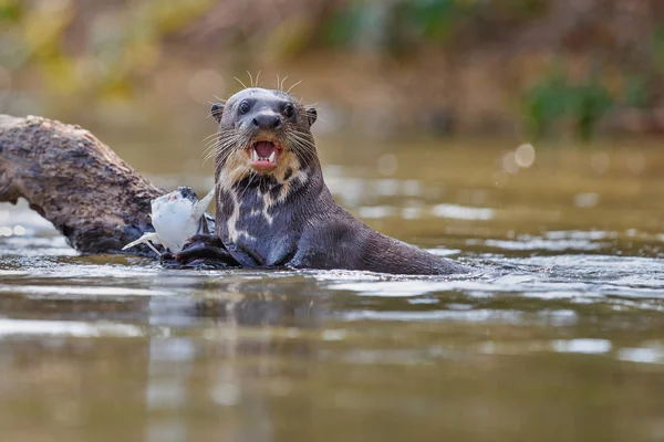 Lontra gigante do rio no habitat natural — Fotografia de Stock