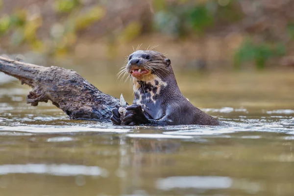 Loutre de rivière géante dans l'habitat naturel — Photo